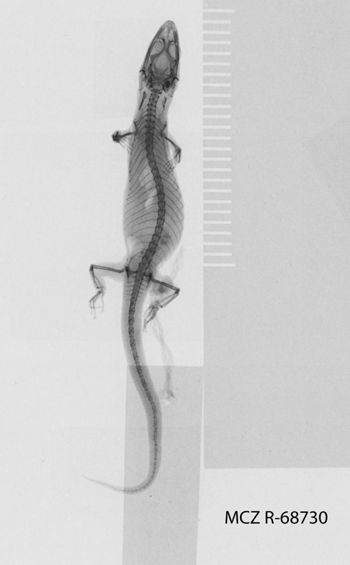 Media type: image;   Herpetology R-68730